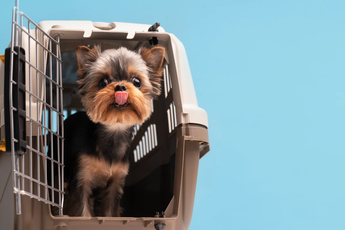 pet portrait of small dog with cage moving to Canada