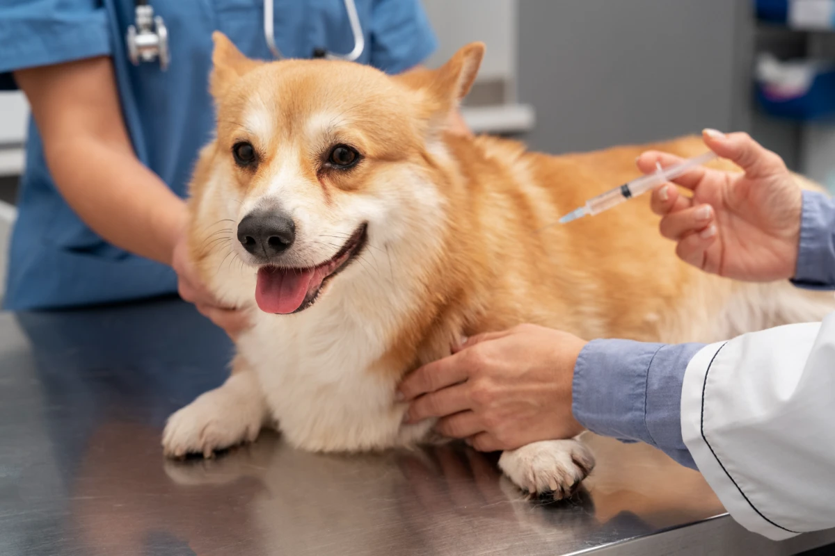 Pet Travel and Rabies Vaccination